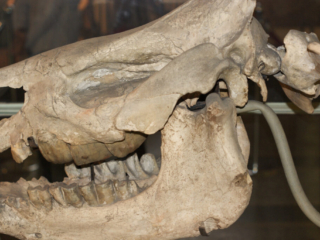 Naturkundemuseum Berlin
