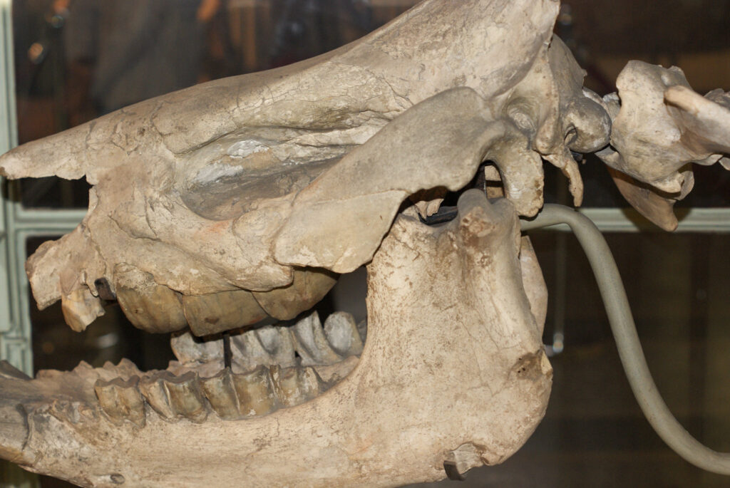 Naturkundemuseum Berlin