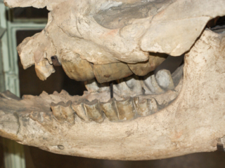 Naturkundemuseum Berlin