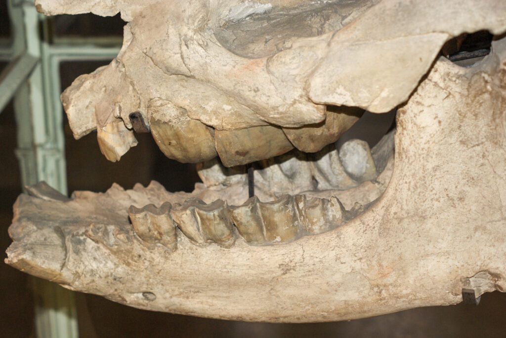 Naturkundemuseum Berlin