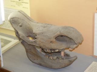 Naturkundemuseum Berlin