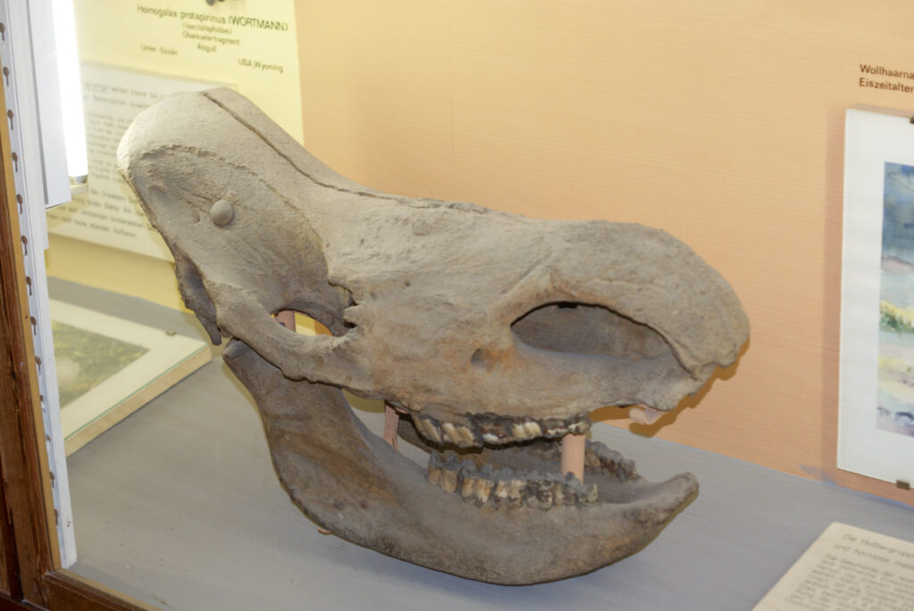 Naturkundemuseum Berlin