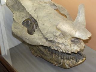 Naturkundemuseum Berlin