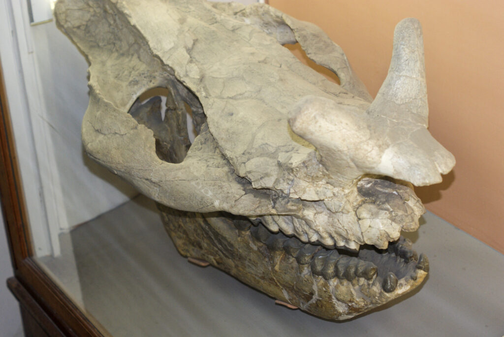 Naturkundemuseum Berlin