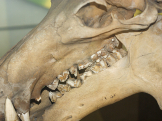 Naturkundemuseum Berlin
