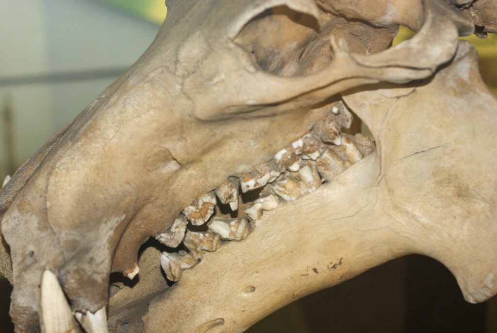 Naturkundemuseum Berlin