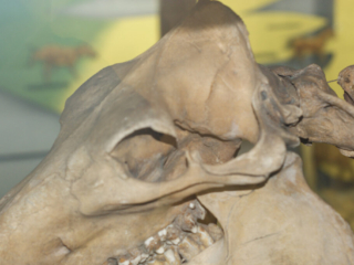 Naturkundemuseum Berlin