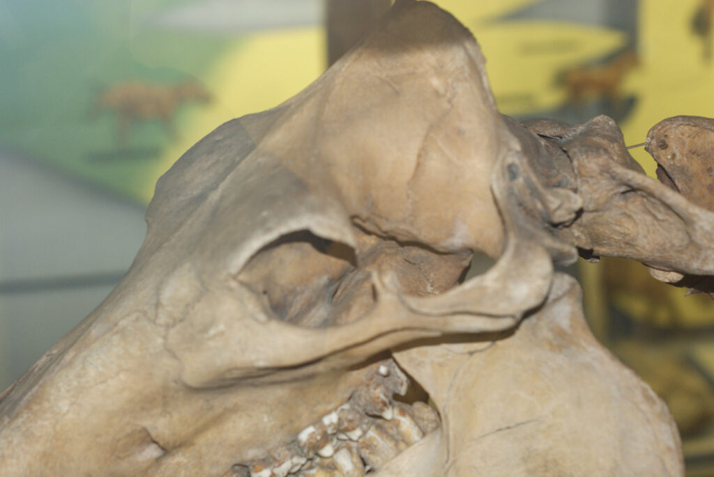 Naturkundemuseum Berlin