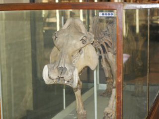 Naturkundemuseum Berlin