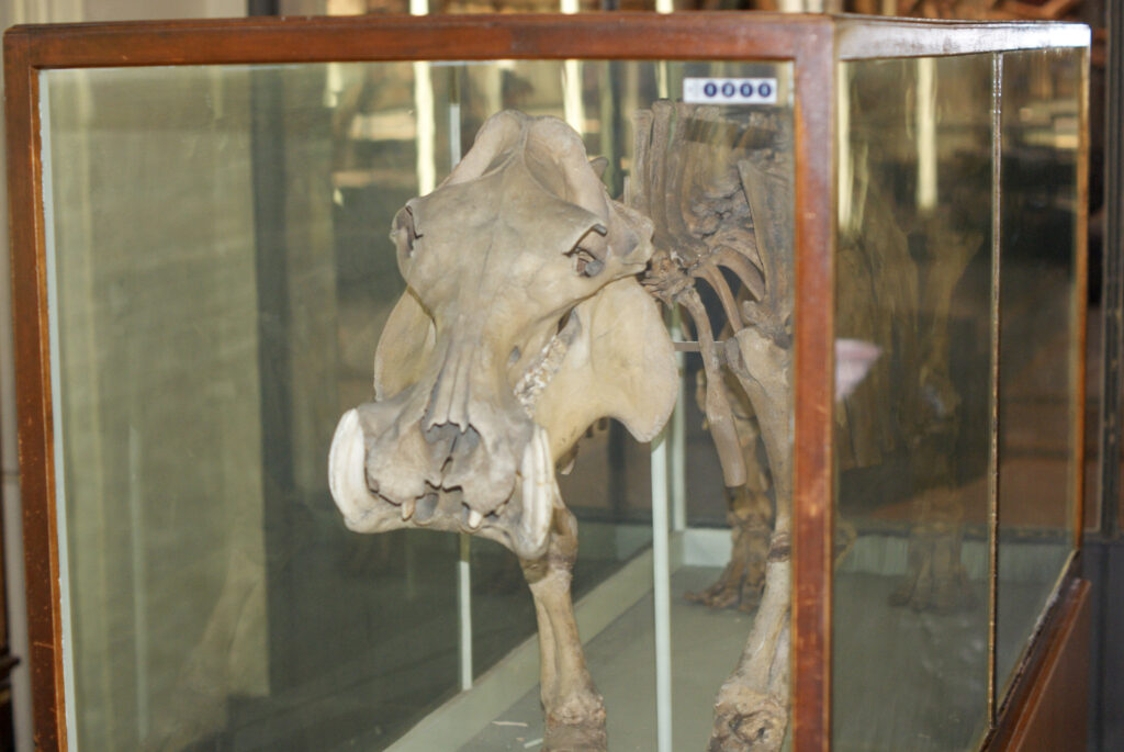 Naturkundemuseum Berlin