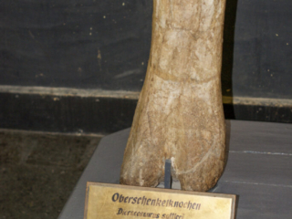 Naturkundemuseum Berlin