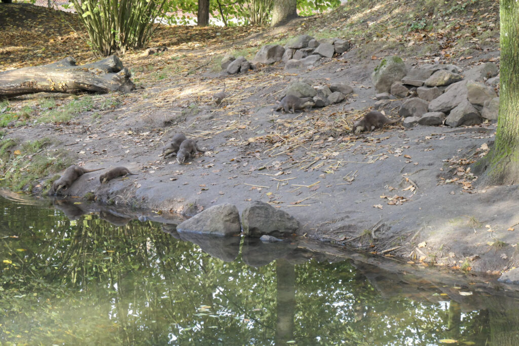 Center Parcs De Kempervennen