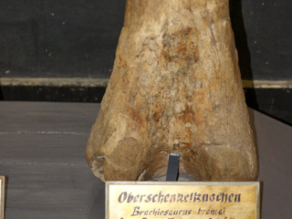 Naturkundemuseum Berlin