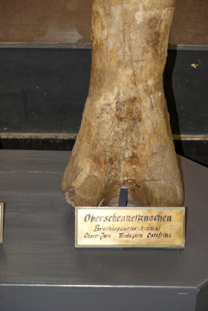 Naturkundemuseum Berlin