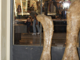 Naturkundemuseum Berlin