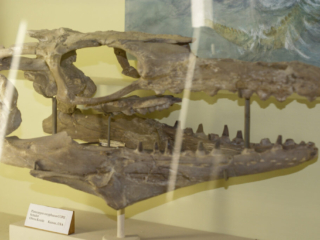 Naturkundemuseum Berlin