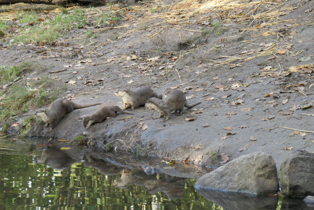 Center Parcs De Kempervennen