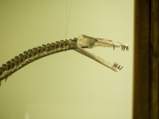 Naturkundemuseum Berlin