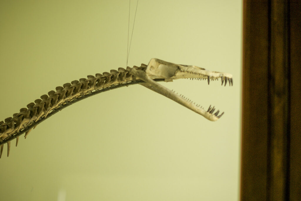 Naturkundemuseum Berlin