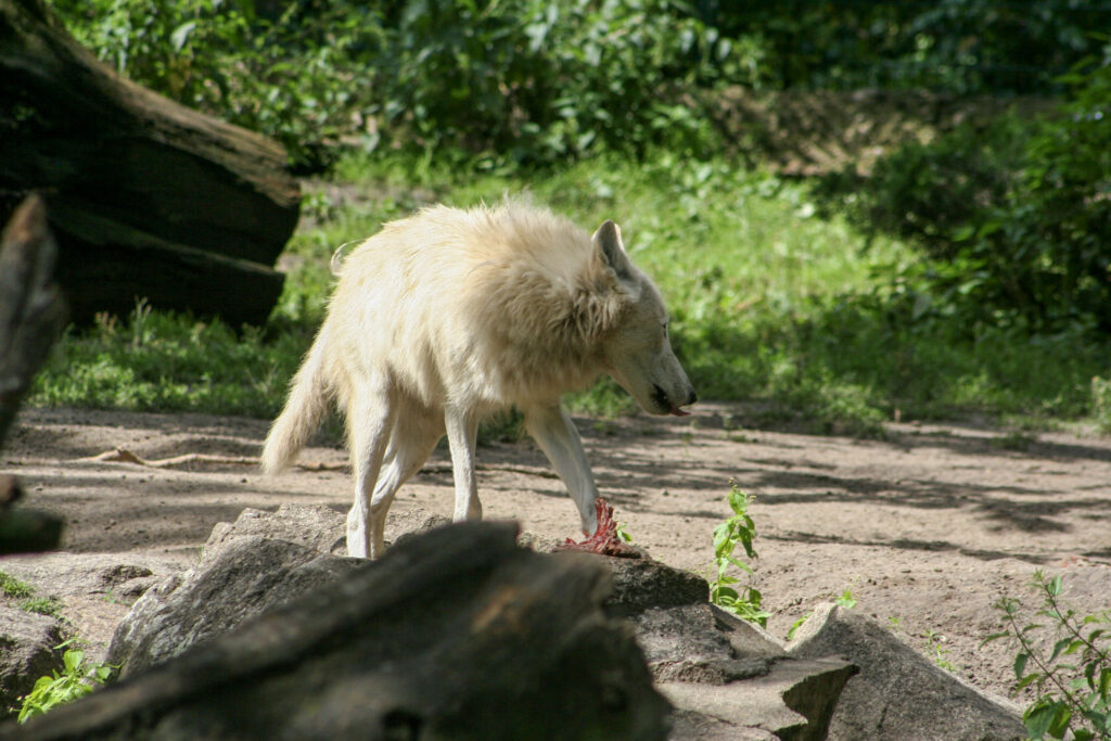 Berliner Zoo