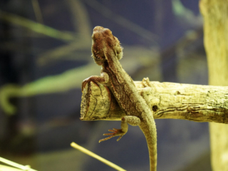 Alwetterzoo Münster Alwetterzoo Münster