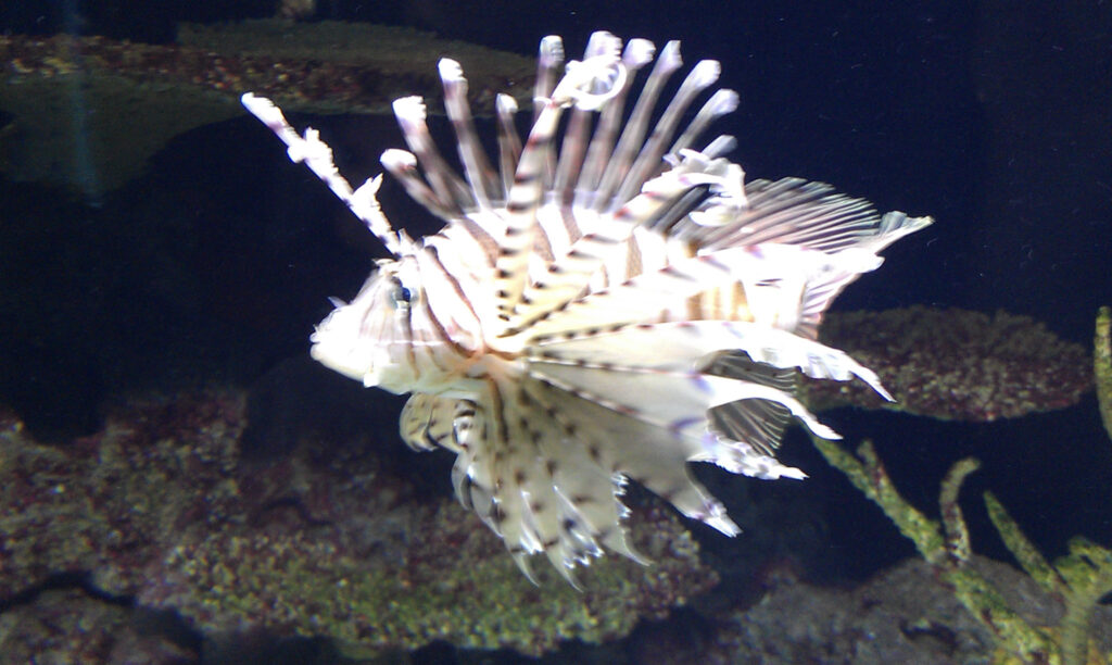 Berliner Zoo