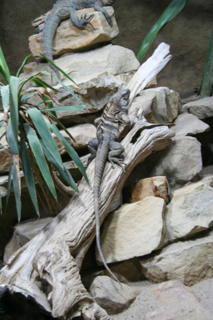Berliner Zoo
