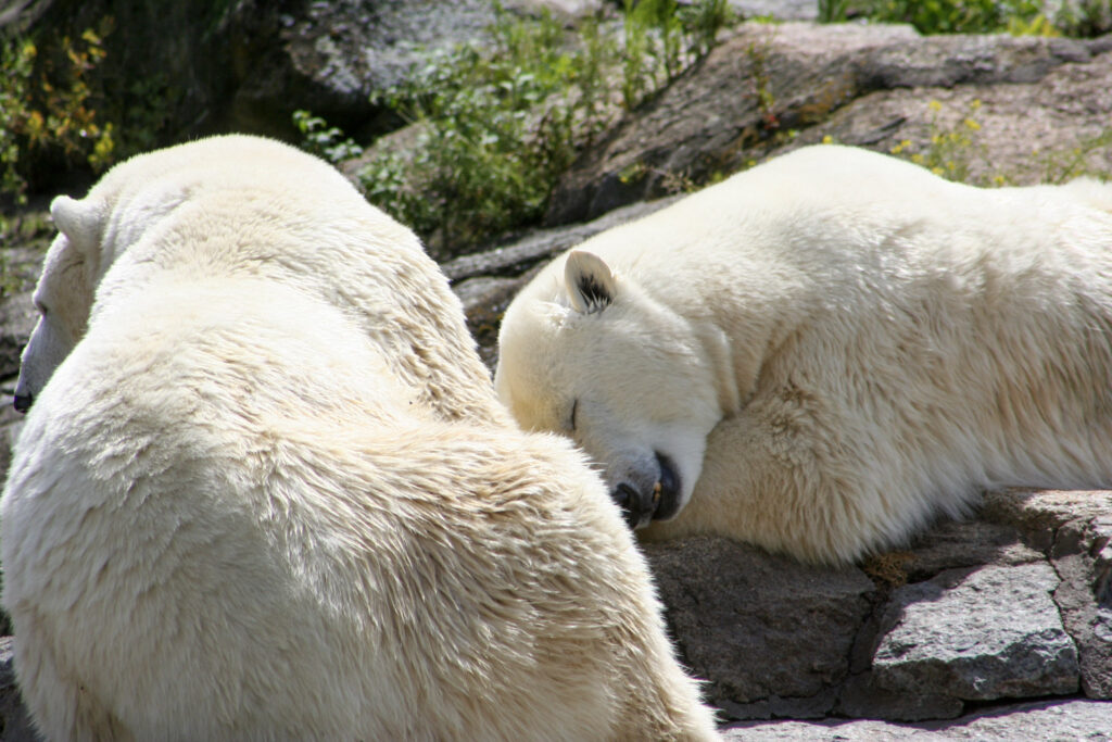 Berliner Zoo