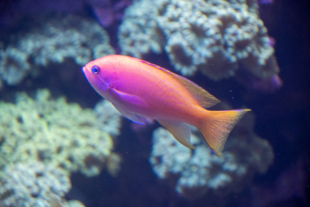 Aquazoo L&ouml;bbecke Museum D&uuml;sseldorf