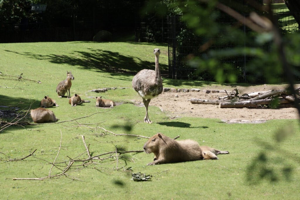 Berliner Zoo