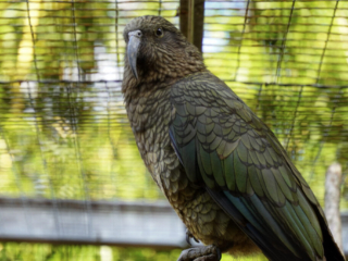 Alwetterzoo Münster Alwetterzoo Münster