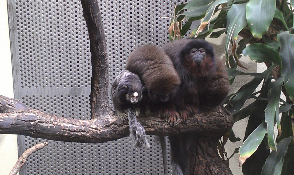 Berliner Zoo