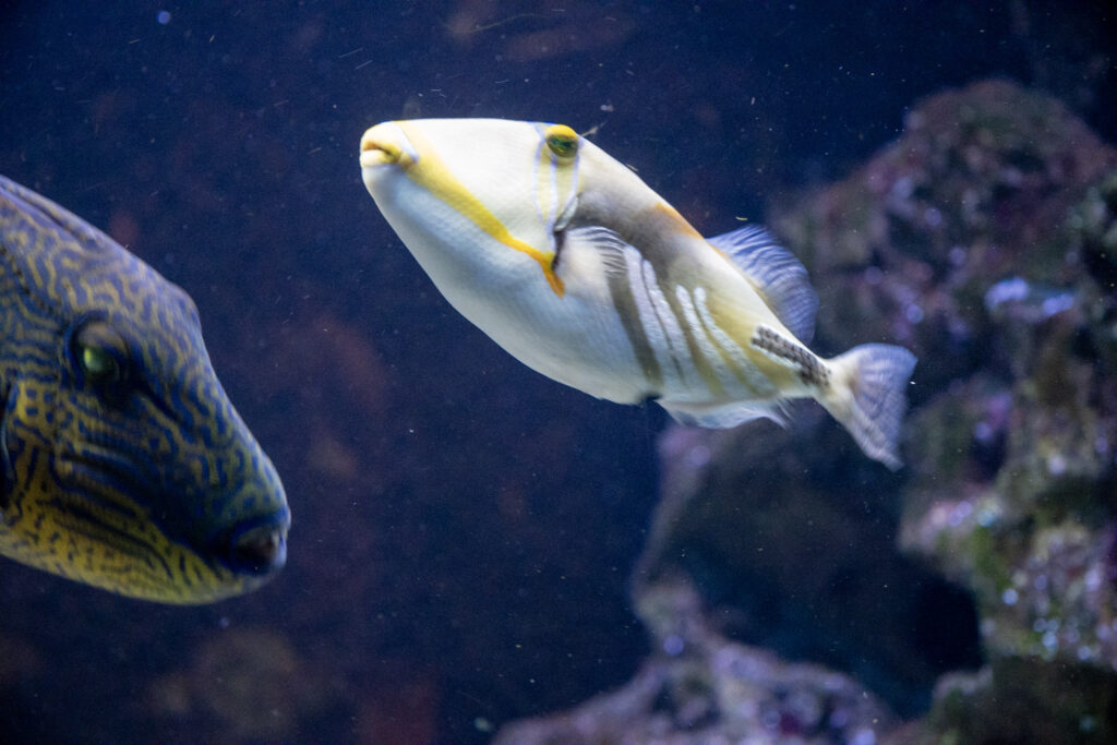 Aquazoo L&ouml;bbecke Museum D&uuml;sseldorf