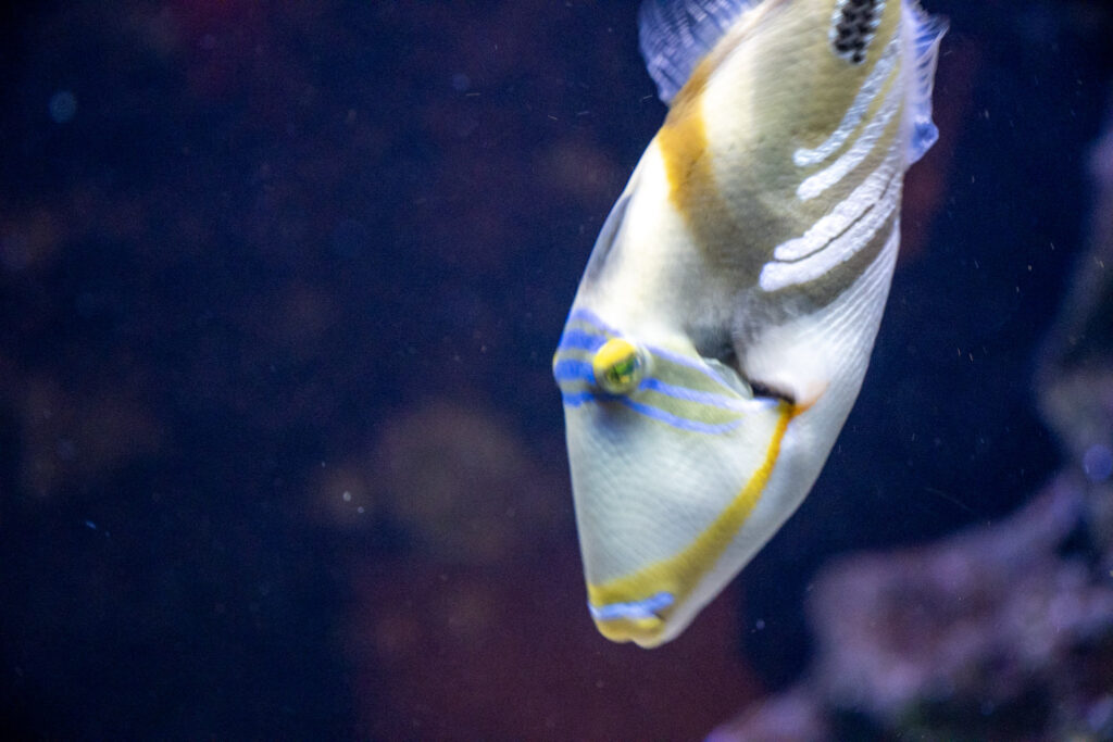 Aquazoo L&ouml;bbecke Museum D&uuml;sseldorf