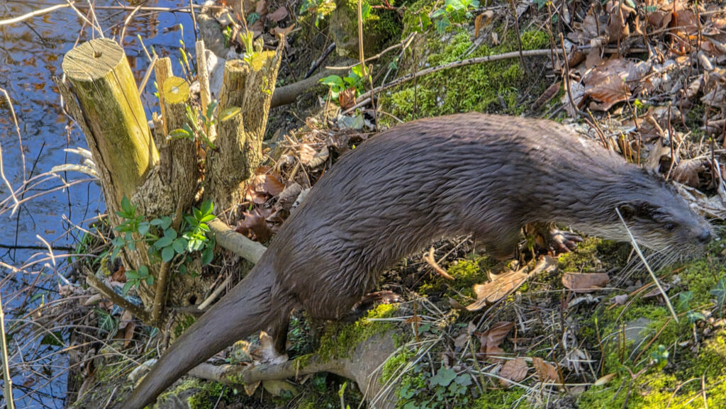 Br&uuml;ckenkopfpark J&uuml;lich