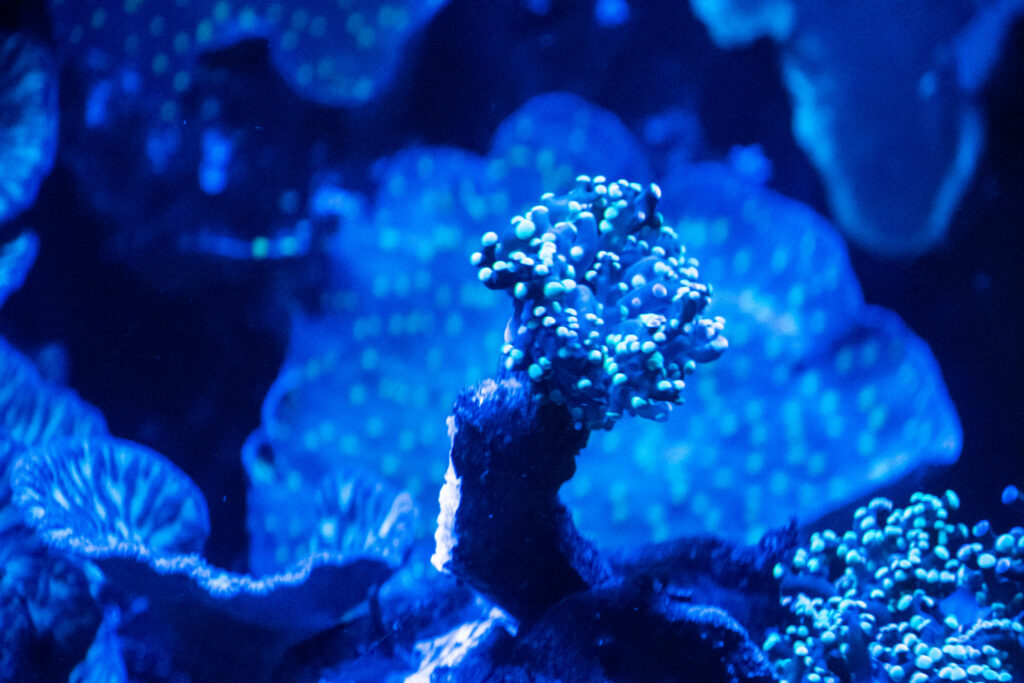 Aquazoo L&ouml;bbecke Museum D&uuml;sseldorf