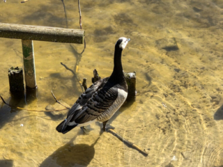 Br&uuml;ckenkopfpark J&uuml;lich