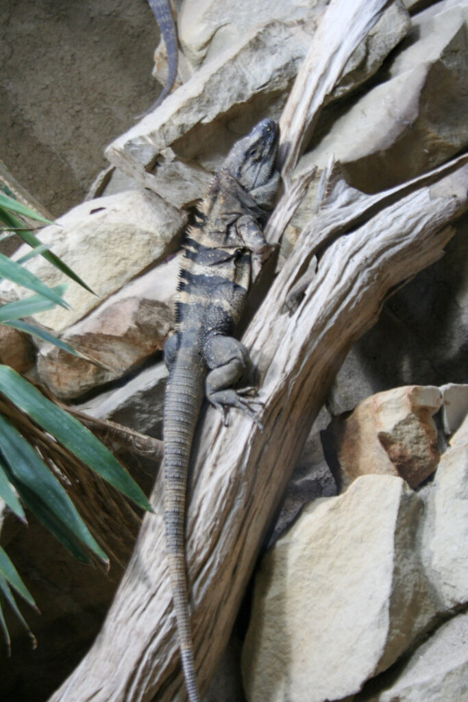 Berliner Zoo
