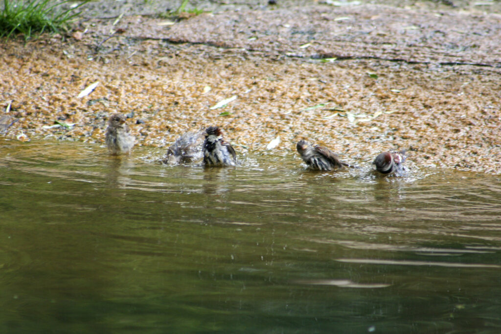 Berliner Zoo