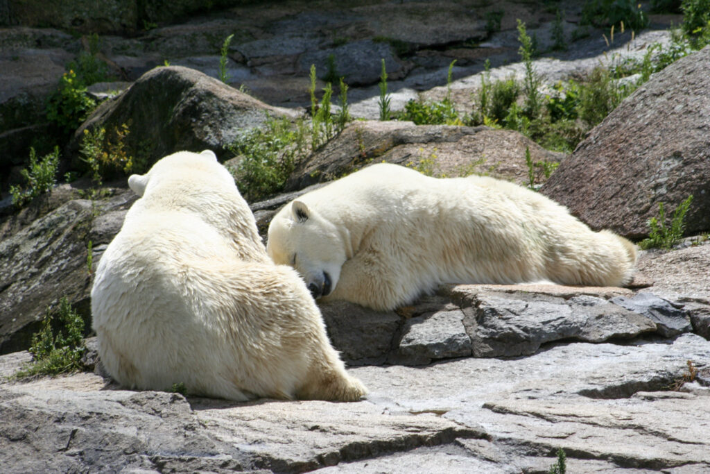 Berliner Zoo