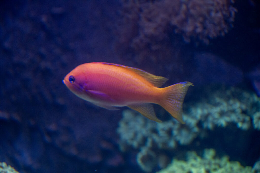 Aquazoo L&ouml;bbecke Museum D&uuml;sseldorf