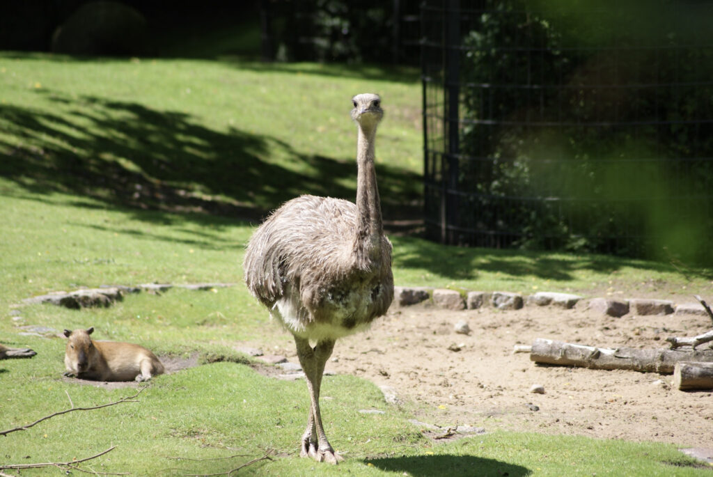 Berliner Zoo