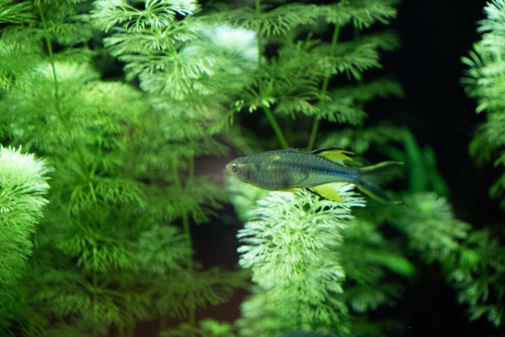 Aquazoo L&ouml;bbecke Museum D&uuml;sseldorf