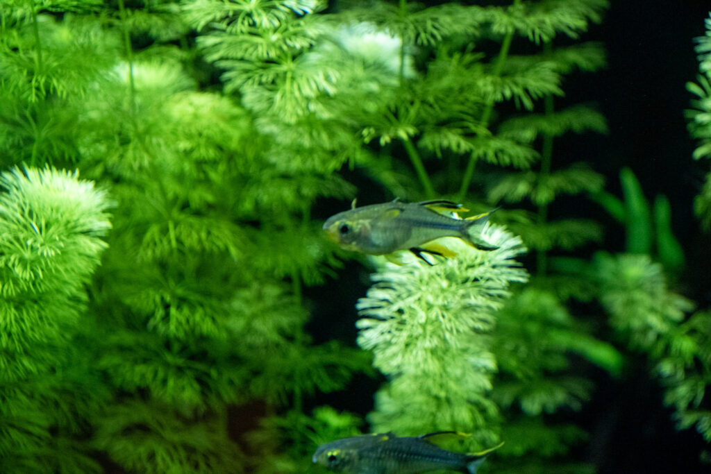 Aquazoo L&ouml;bbecke Museum D&uuml;sseldorf