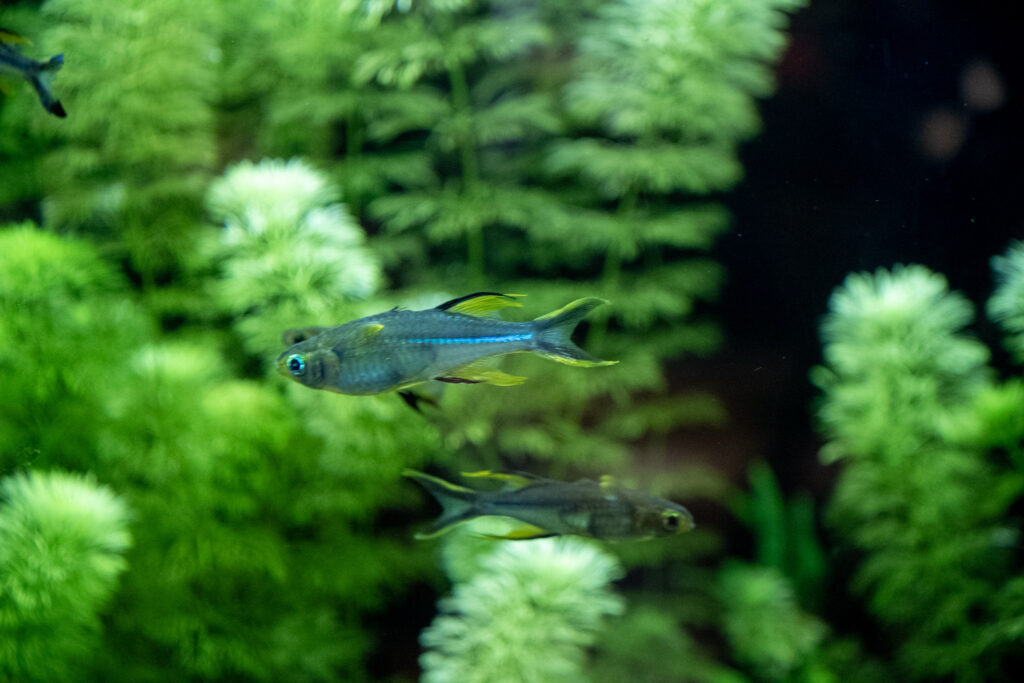 Aquazoo L&ouml;bbecke Museum D&uuml;sseldorf