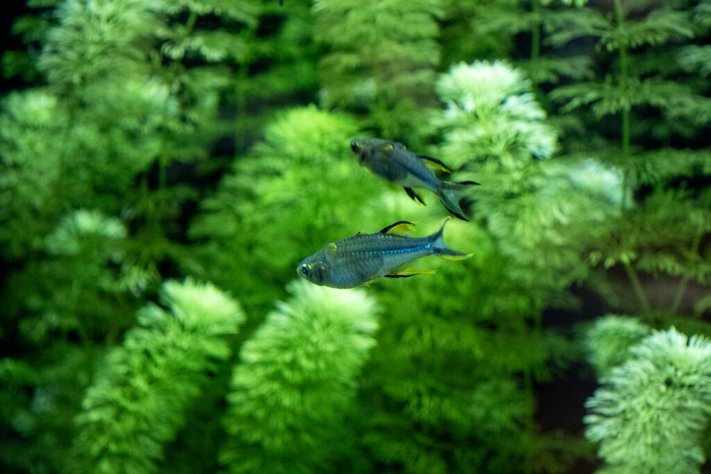 Aquazoo L&ouml;bbecke Museum D&uuml;sseldorf