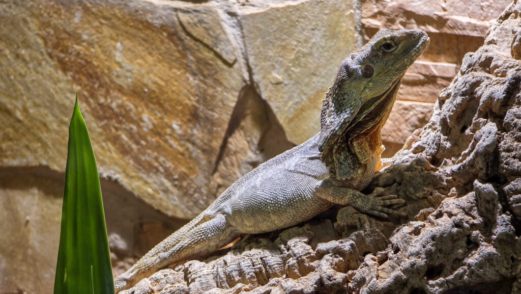 Br&uuml;ckenkopfpark J&uuml;lich
