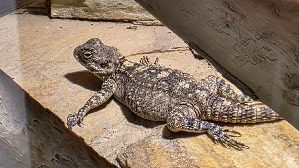 Br&uuml;ckenkopfpark J&uuml;lich