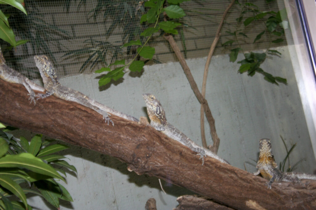 Berliner Zoo