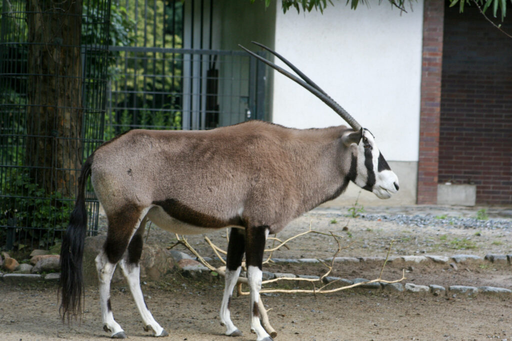 Berliner Zoo